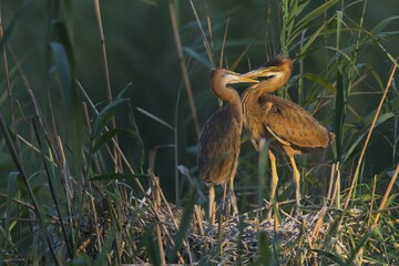 Fledged Purple herons (Ardea purpurea) in the nest in the reed, Baden-Württemberg, Germany, Europe