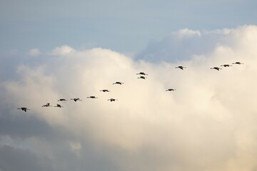 Cranes in flight in front of cloudy skies, National Park Vorpommersche Boddenlandschaft, Fischland-Darß-Zingst, Mecklenburg-Western Pomerania, Germany, Europe