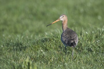 Black-tailed godwit (Limosa limosa) stands on a meadow, East Frisia, Lower Saxony, Germany, Europe