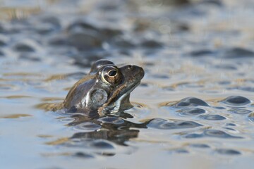 Common frog (Rana temporaria) spawning in waters, Emsland, Lower Saxony, Germany, Europe