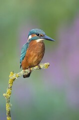 Young Kingfisher (Alcedo atthis), male, perched, Hesse, Germany, Europe