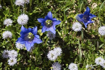 Blue Stemless Gentian (Gentiana acaulis), Tyrol, Austria, Europe