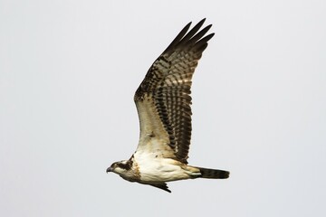 Osprey (Pandion haliaetus) in flight, Hesse, Germany, Europe