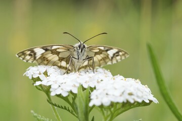 Marbled white (Melanargia galathea) on Common Yarrow (Achillea millefolium), Hesse, Germany, Europe