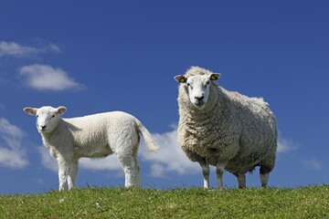 Domestic sheep (Ovis gmelini aries) with lamb on North Sea dike, Eiderstedt peninsula, Schleswig-Holstein, Germany, Europe