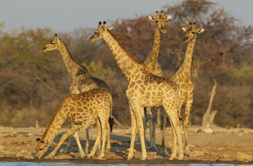 South African giraffes (Giraffa camelopardalis giraffa), group of females and young male in front at waterhole, evening light, Etosha National Park, Namibia, Africa