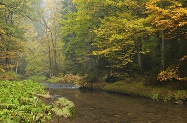 River valley in the fall, Polenztal valley, Polenz, Saxon Switzerland, Saxony, Germany, Europe