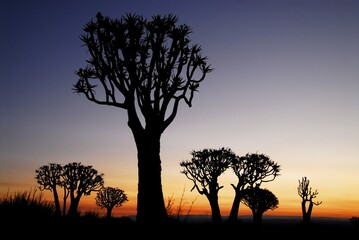 Quiver Trees (Aloe dichotoma) at sunset, Quiver Tree forest near Keetmanshoop, Namibia, Africa