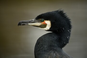 Great cormorant (Phalacrocorax carbo), animal portrait, Baden-Württemberg, Germany, Europe