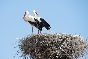White Storks (Ciconia ciconia) pair on the nest, Silves, District Faro, Portugal, Europe