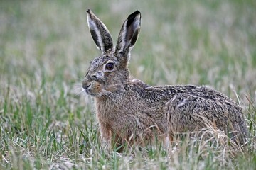 European hare (Lepus europaeus) sits in a meadow, Burgenland, Austria, Europe