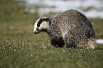 Badger (Meles meles) in a meadow, Allgaeu, Bavaria, Germany, Europe