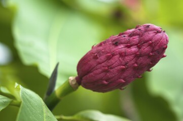 Seed head of a Japanese magnolia (Magnolia japonica)