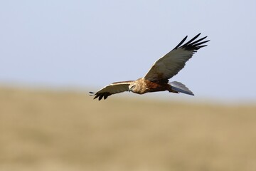 Western marsh-harrier (Circus aeruginosus), female, in flight, Lower Saxony Wadden Sea National Park, Lower Saxony, Germany, Europe
