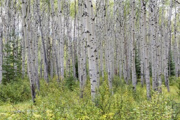 Obraz premium Aspen (Populus tremula), forest, Jasper National Park, UNESCO World Heritage Site, Alberta Province, Canada, North America