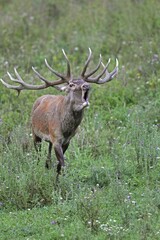 Red deer (Cervus elaphus), calling, in a meadow, during rut, southern Hungary