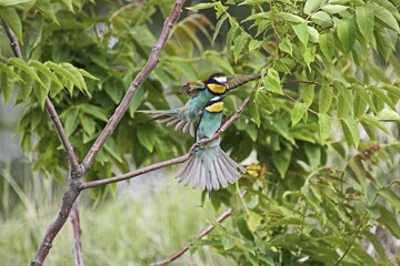 European bee-eaters (Merops apiaster), mating, Burgenland, Austria, Europe
