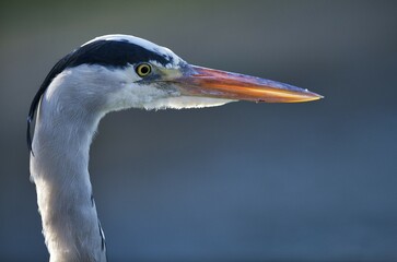 Grey heron (Ardea cinerea), Portrait, Baden-Württemberg, Germany, Europe