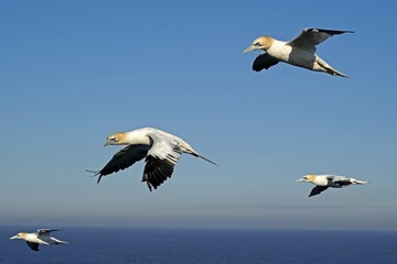 Several Northern gannet (Sula bassana) flying over the sea, Helgoland, Schleswig-Holstein, Germany, Europe
