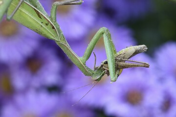 Praying mantis (Mantis religiosa) feeding on grasshopper, Hungary, Europe