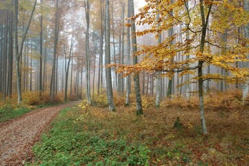 Colourful forest in autumn with beeches (Fagus sylvatica), Unterallgaeu, Allgaeu, Bavaria, Germany, Europe