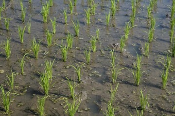 Green rice field, rice cultivation, rice plant, Indonesia, Asia