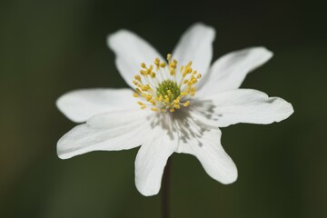 Wood anemones (Anemone nemorosa), Hamburg, Germany, Europe