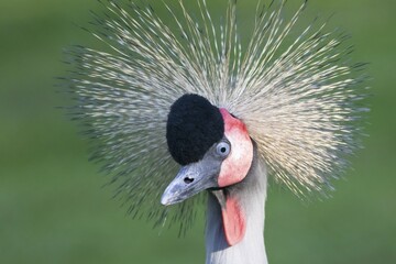 Black crowned crane (Balearica pavonina), portrait, captive