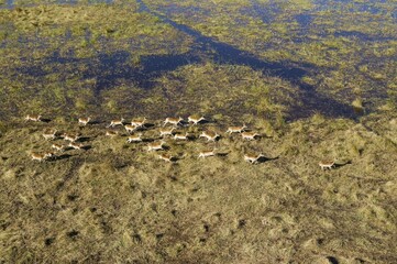 Red Lechwe (Kobus leche leche), running in a freshwater marsh, aerial view, Okavango Delta, Botswana, Africa