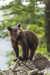 European Brown bear (Ursus arctos), in the forest, young animal, Notranjska region, Slovenia, Europe