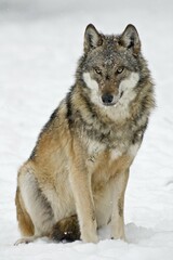 Wolf (Canis lupus), sitting in the snow, captive, Germany, Europe