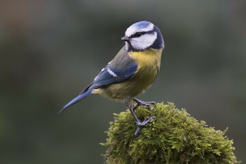 Blue tit (Cyanistes caeruleus) sits on mossed tree stump, Emsland, Lower Saxony, Germany, Europe