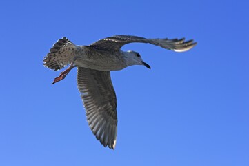 Flying young Yellow-legged gull (Larus michahellis) against blue sky, Zingst, Darß, Mecklenburg-Western Pomerania, Germany, Europe