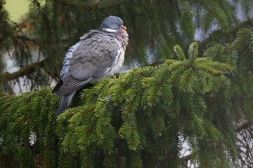 Common wood pigeon (Columba palumbus) sits in a spruce, Schleswig-Holstein, Germany, Europe