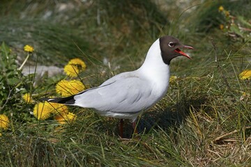 Calling black-headed gull (Larus ridibundus) in breeding plummage, North Frisia, Schleswig-Holstein Wadden Sea National Park, North Sea coast, Schleswig-Holstein, Germany, Europe