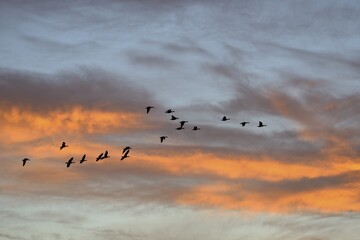 Greater white-fronted goose (Anser albifrons), Swarm in the sunset, Xanten, Lower Rhine, North...
