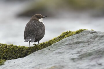 White-throated Dipper (Cinclus cinclus) sits on stone, Emsland, Lower Saxony, Germany, Europe