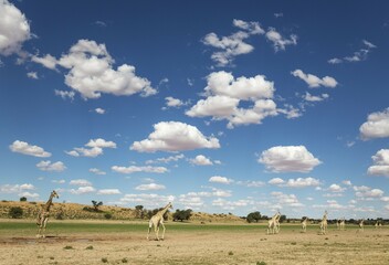 Southern Giraffes (Giraffa giraffa), herd gathered at rainwater pool in the Auob riverbed, rainy season with green surroundings and cumulus clouds, Kalahari Desert, Kgalagadi Transfrontier Park, South Africa, Africa © Thomas Dressler/imageBROKER