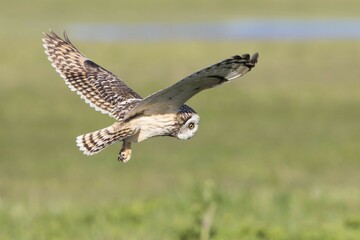 Short-eared Owl (Asio flammeus) during hunting flight, Texel, province of North Holland, The Netherlands, Europe