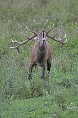 Red deer (Cervus elaphus), calling, in a meadow, during rut, southern Hungary