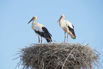 White Storks (Ciconia ciconia) pair on the nest, Silves, District Faro, Portugal, Europe