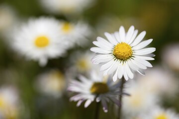 Daisies (Bellis perennis) North Rhine-Westphalia, Germany, Europe