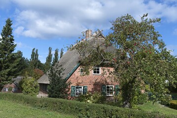 Apple tree with red apples in front of farmhouse with thatched roof, Dar&szlig;, Mecklenburg-Western Pomerania, Germany, Europe