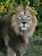 Asiatic Lion (Panthera leo persica), male, animal portrait, captive, Germany, Europe