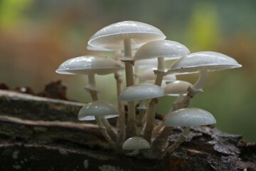 Porcelain fungus (Oudemansiella mucida), on deadwood, Emsland, Lower Saxony, Germany, Europe