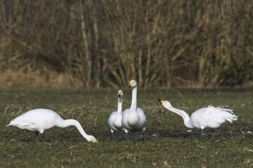 Whooper swans (Cygnus cygnus) on a field, winter visitors, Emsland, Lower Saxony, Germany, Europe