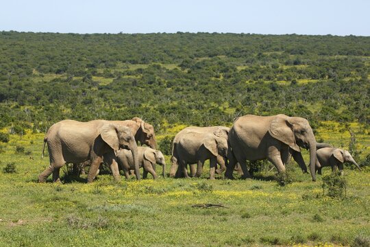 African bush elephants (Loxodonta africana), herd of juveniles, Addo Elephant National Park, Eastern Cape, South Africa, Africa