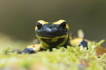 Fire salamander (Salamandra salamandra) in moss, Portrait, Hesse, Germany, Europe