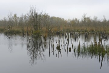Wetland rehydration with dead Birch trees (Betula pubescens), Bargerveen, Drenthe Province, The Netherlands, Europe
