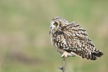 Short-eared Owl (Asio flammeus), Lower Saxony, Germany, Europe